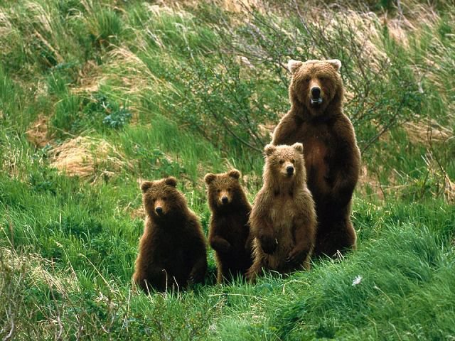 семья - семья, животные, медведи - оригинал
