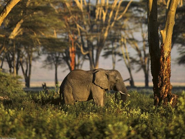слон - слоны, животные - оригинал