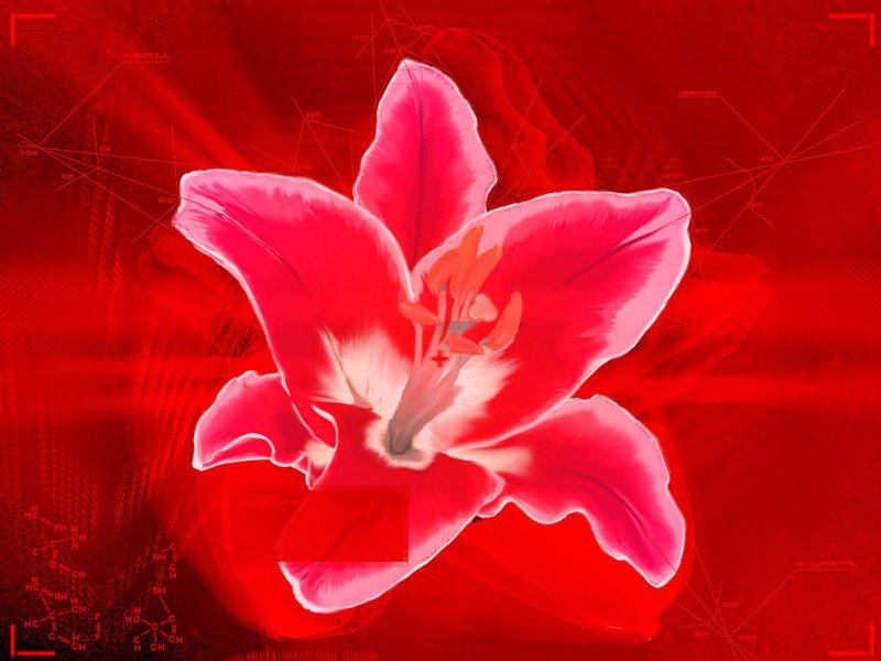 лилия - цветы - оригинал