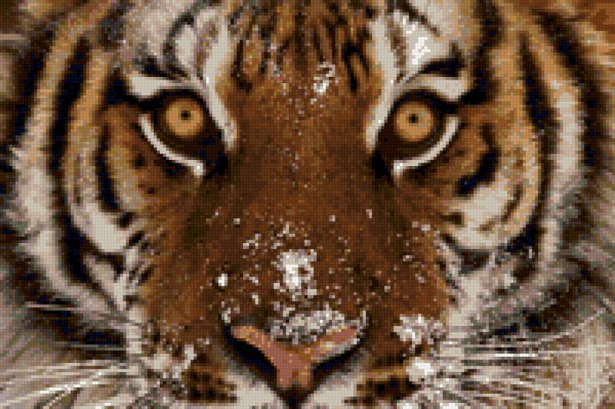 Уссурийский красавец - животные. тигры. - предпросмотр