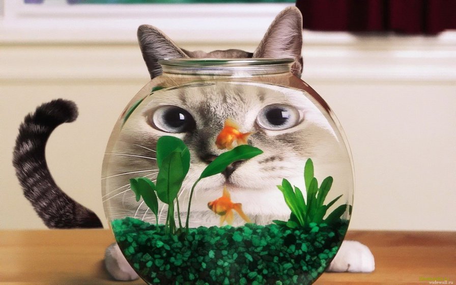 Кот и золотая рыбка - кот, аквариум, рыбка - оригинал