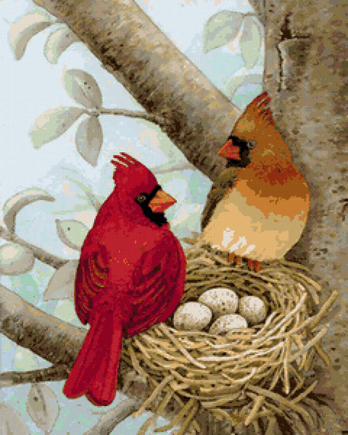 Кардинал - птички, кардинал, птицы, природа, гнездо - предпросмотр