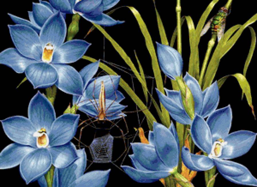 Цветы - животные, паутина, природа, цветы, насекомые, картина - предпросмотр