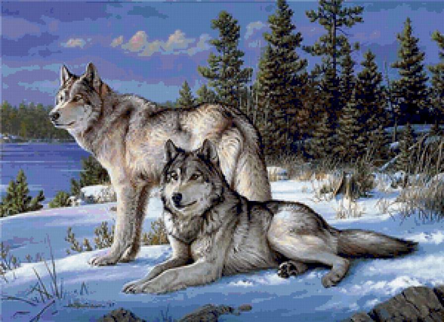 Волчья верность - верность, зима, лес, волки - предпросмотр