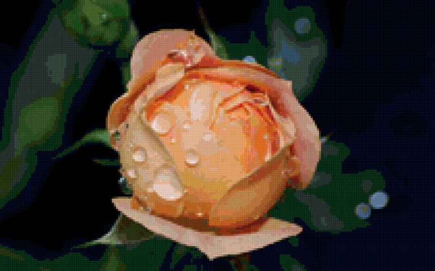 №159270 - розовые, розы, цветы - предпросмотр
