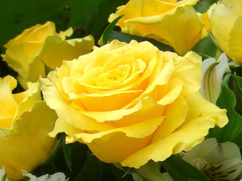 №159274 - желтые, цветы, розы - оригинал