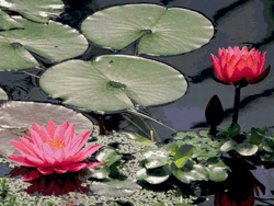 Лотос розовый - кувшинки, вода, цветы, водяные лилии - предпросмотр