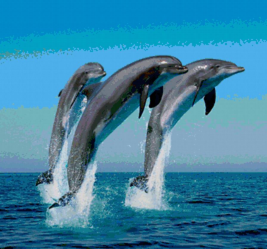 №159667 - океан, дельфины, море, мадагаскар - предпросмотр