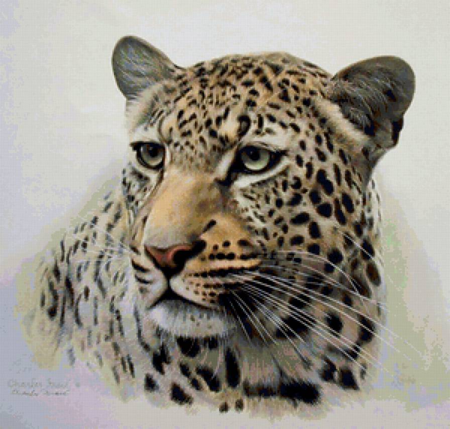 Ягуар - ягуар, хищник, животные, большие кошки - предпросмотр
