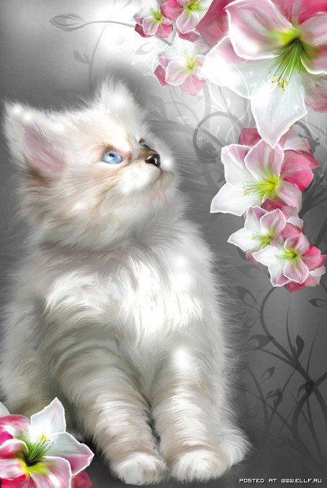 котик очарование - картина, животные, котенок, красота - оригинал
