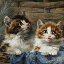 Очаровашки котята