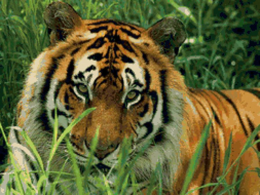 Тигр - животные, тигры, тигр - предпросмотр