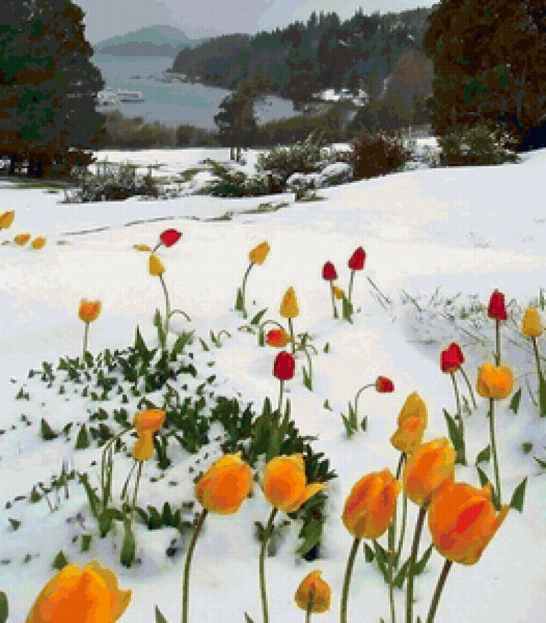 Чудо среди зимы - цветы, зима, природа, тюльпаны, пейзаж - предпросмотр