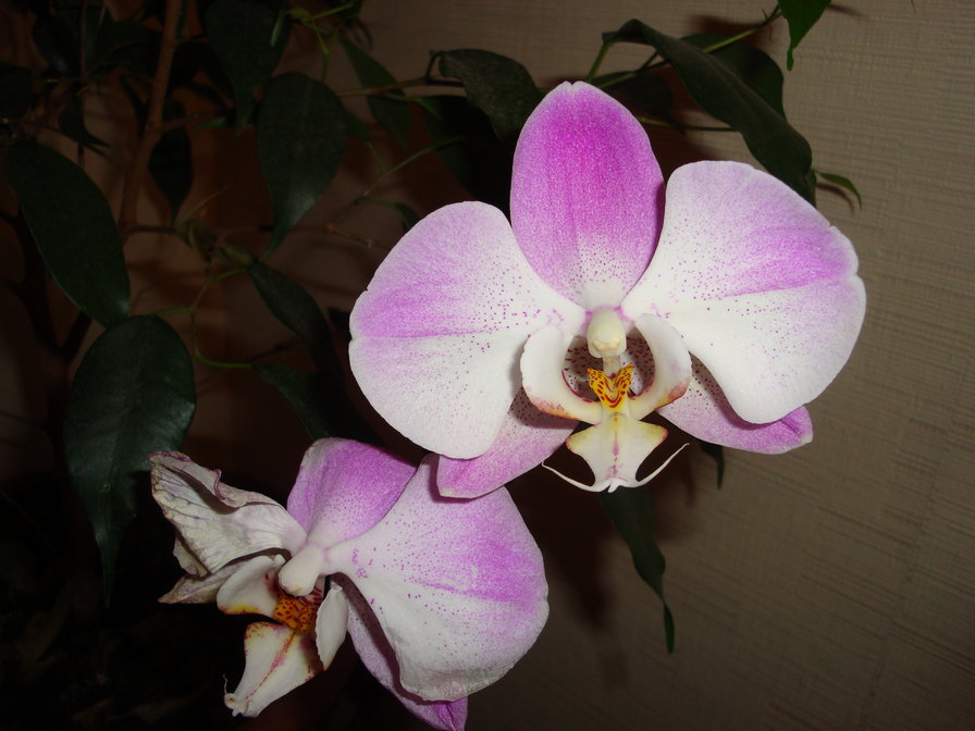орхидея - оригинал