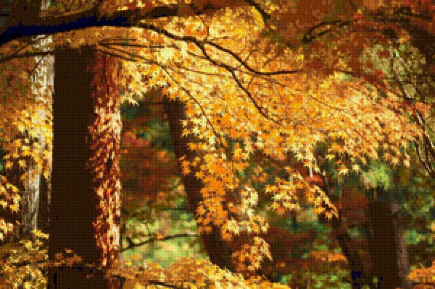 красота листвы - лес, осень, природа, пейзаж, листья - предпросмотр