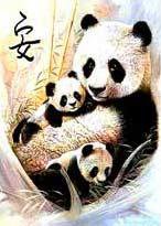 Семейство панды - медведи, животные, панды - оригинал