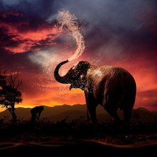 Купание слона на фоне заката