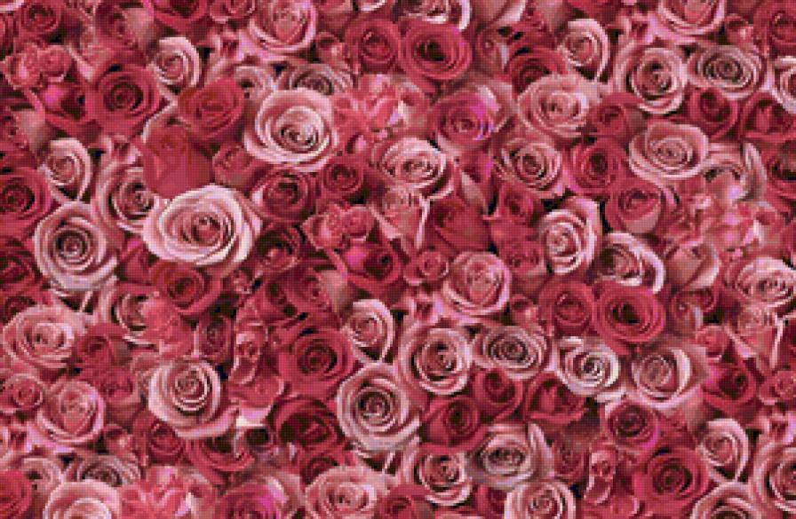 pink - flower, розы, роза, цветы, букет, цветок - предпросмотр