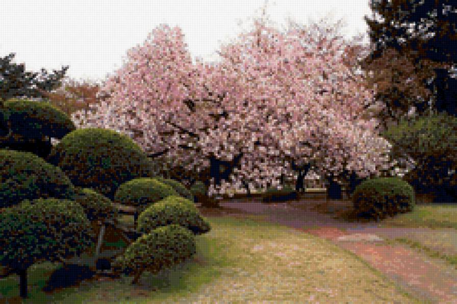 цветущая сакура - сад, япония, сакура - предпросмотр