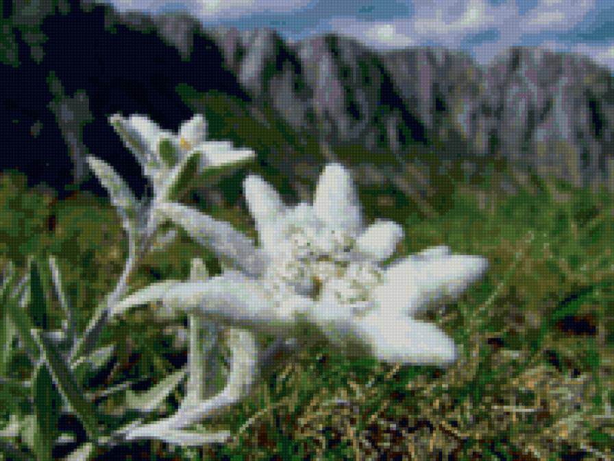 Эдельвейсы - цветы - предпросмотр