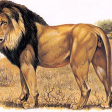 Оригинал схемы вышивки «лев» (№163845)