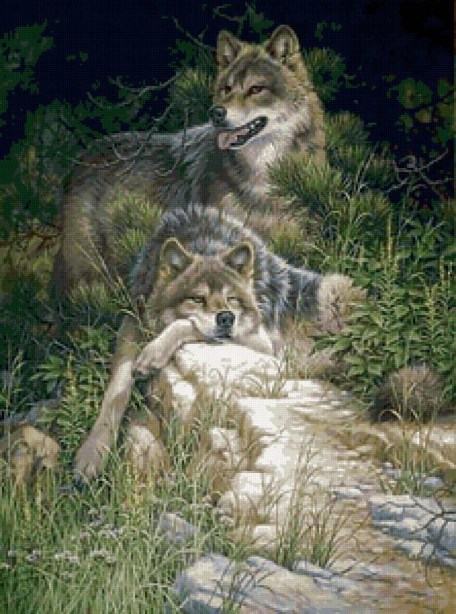 №163906 - волки, природа, хищники - предпросмотр