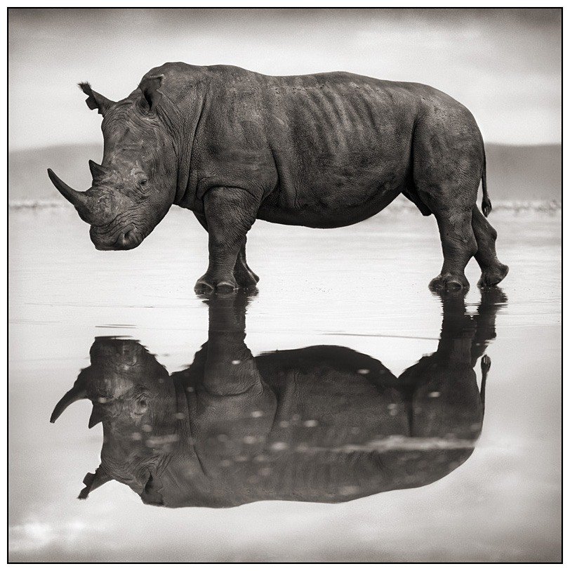 "Африка" - носорог, отражение, африка, вода - оригинал