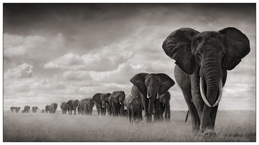 "Африка" - слоны, африка - оригинал