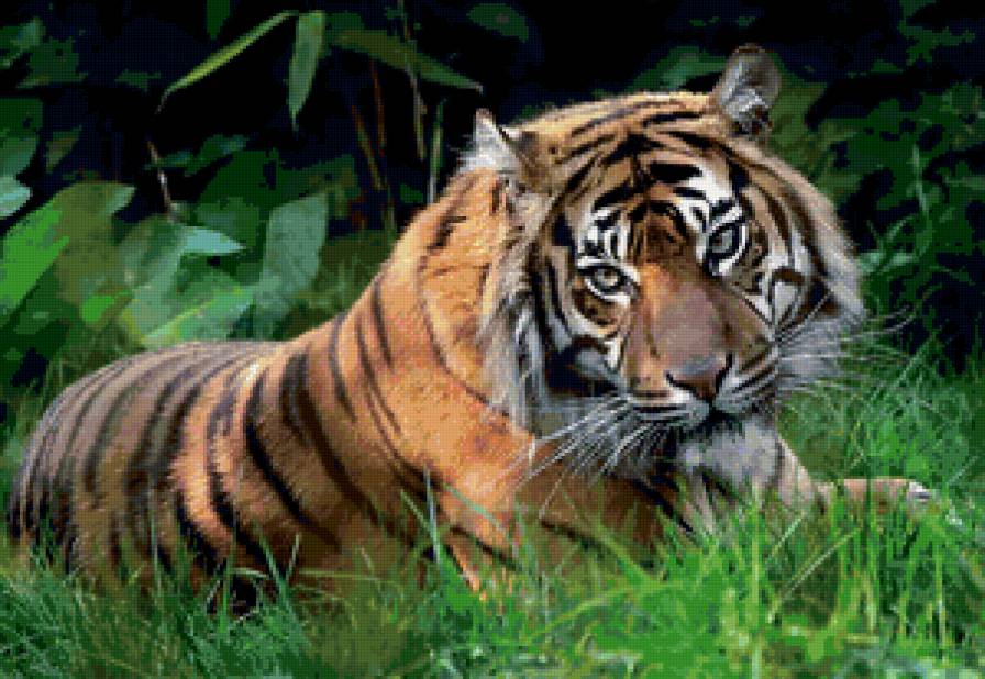 Тигр - взгляд, хищник, тигр - предпросмотр