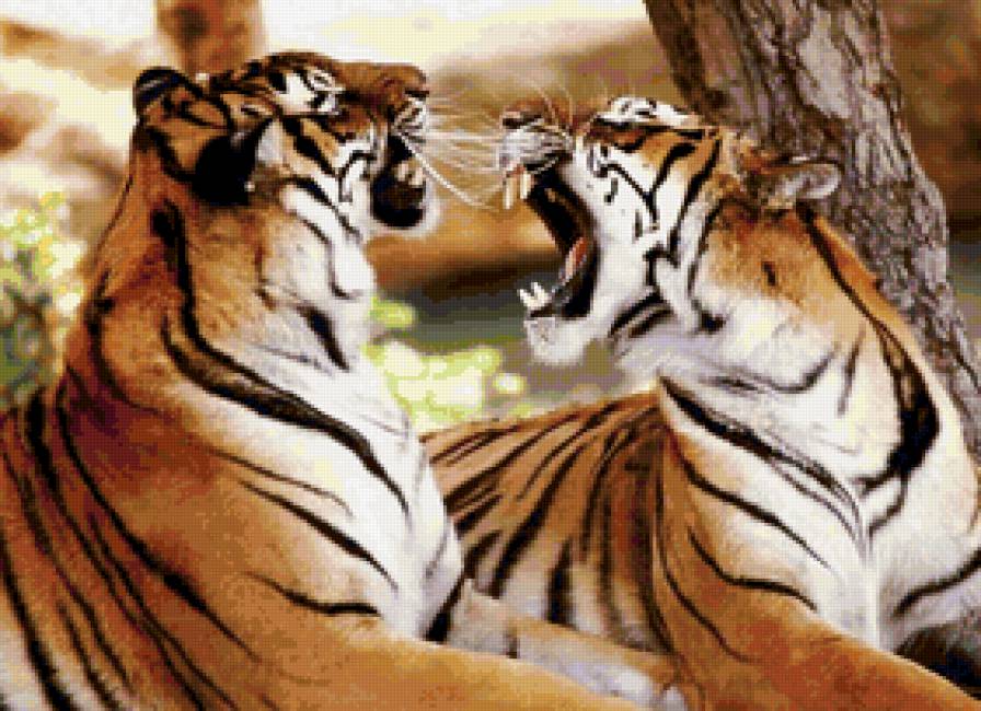 тигры - тигры, кошки, тигр, брачные, пара, семья - предпросмотр