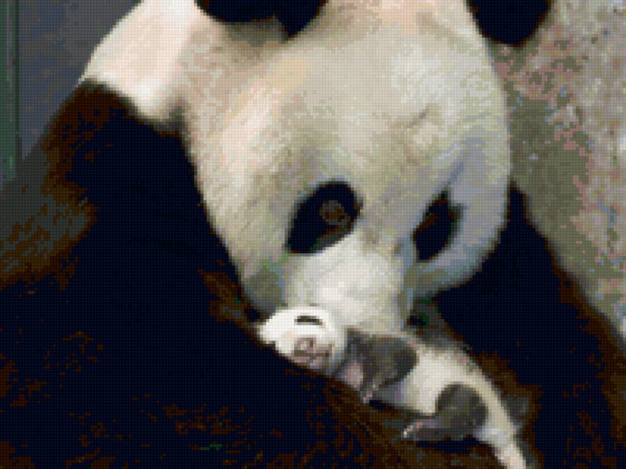 Мама панда - животные, дети, панда - предпросмотр