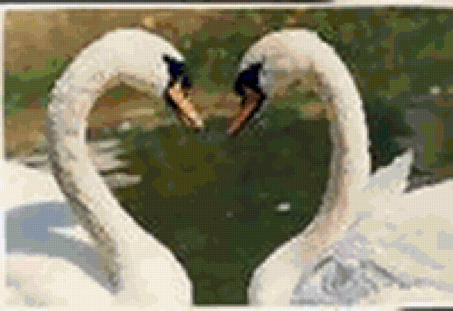 лебеди - лебеди нежность любовь - предпросмотр