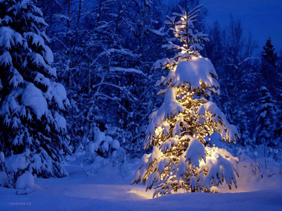 Перед Рождеством - лес, зима, природа - оригинал