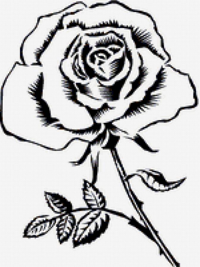 роза - роза.цветок, черно- белая - предпросмотр