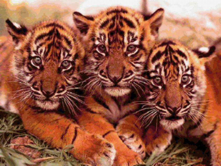 Тигрёнки - животные, тигрята, тигры - предпросмотр