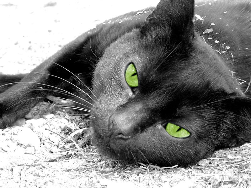 Черный кот - оригинал
