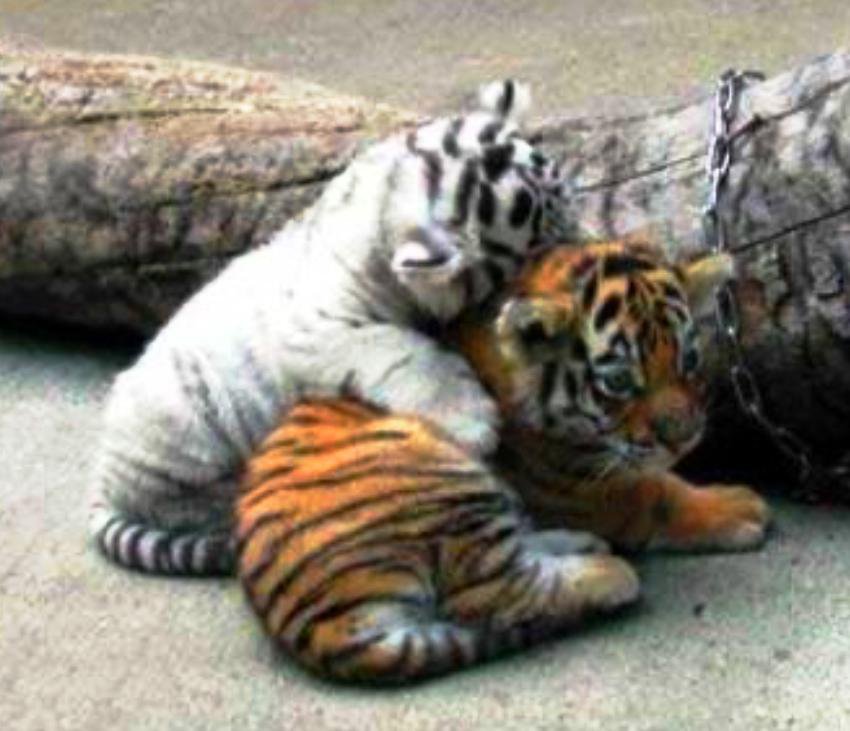 тигрята - тигр, белый тигр, тигрята - оригинал