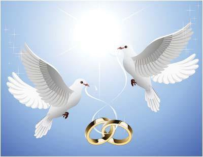 Свадебные голуби - нежность, природа, голуби, птици, любовь, картина - оригинал