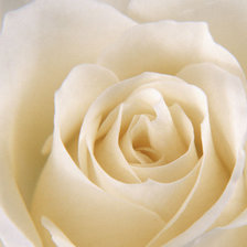 Оригинал схемы вышивки «Белая роза» (№166932)