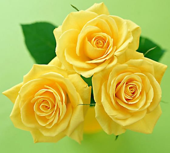 Жёлтые розы - природа, букет, флора.розы, цветы - оригинал