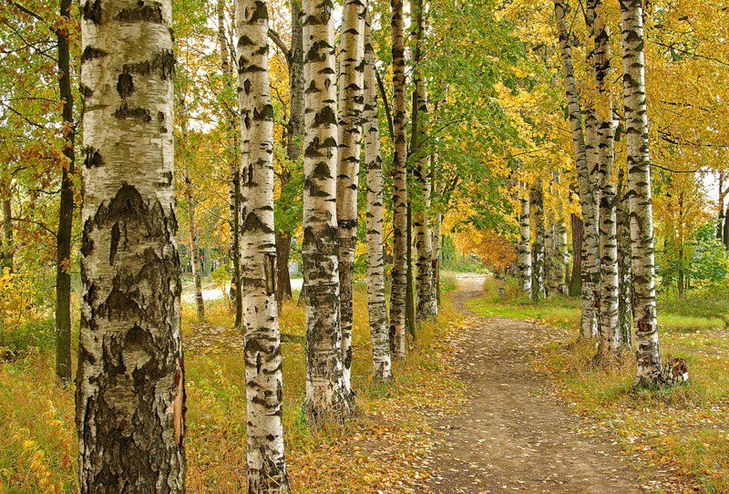 Осень - лес, осень, березы - оригинал