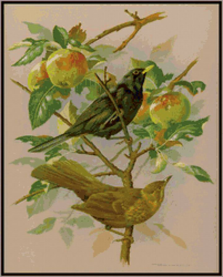 на яблоневой ветке - яблоки, птицы - предпросмотр