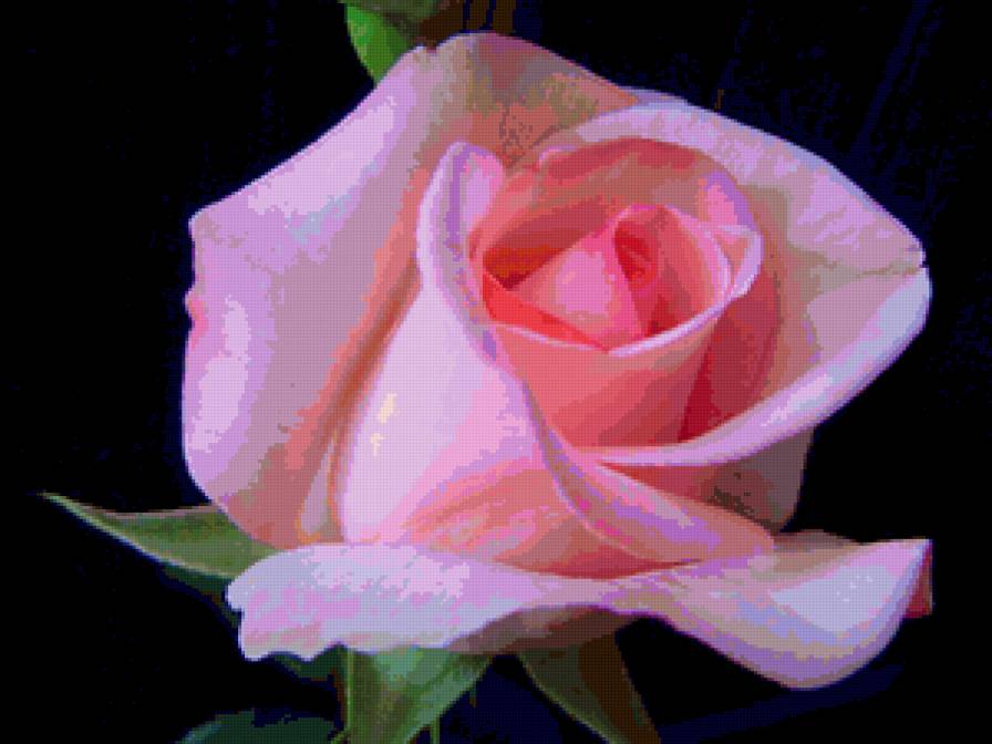 Серия "Цветы" Розовая роза - цветок, роза, цветы - предпросмотр