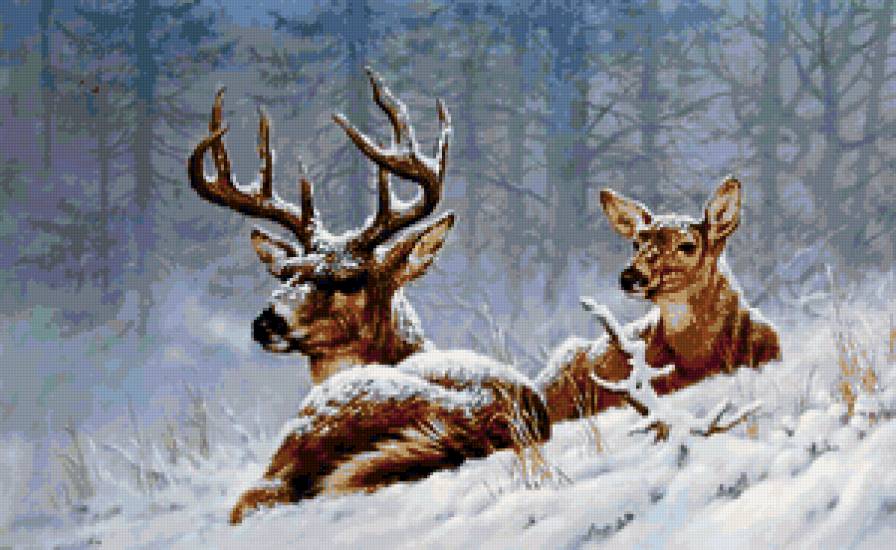 Олени на снегу - снег, олень, животные, двое - предпросмотр