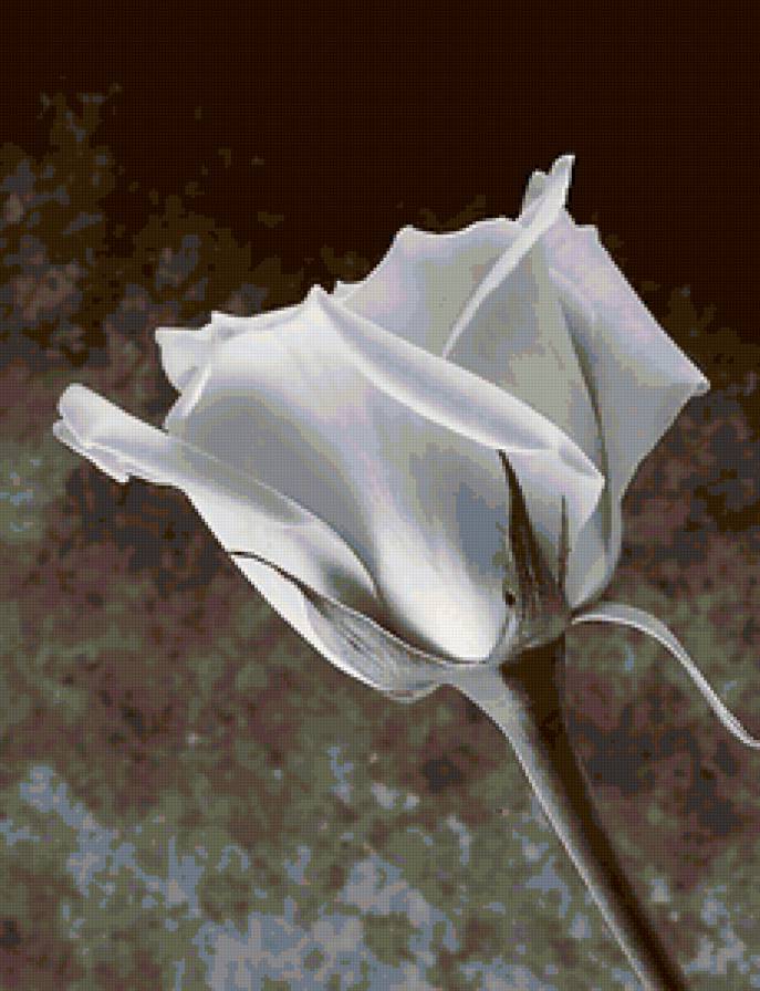 роза белая - роза, цветок, белая, черно - белая - предпросмотр