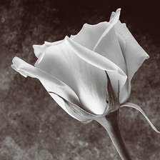 Оригинал схемы вышивки «роза белая» (№167952)
