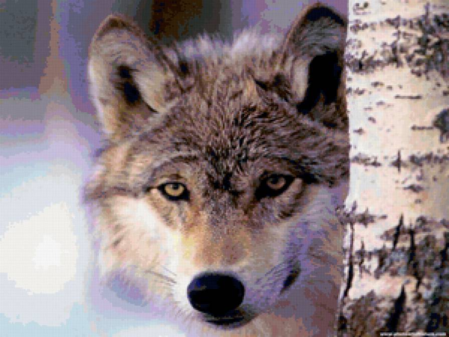 Хозяин леса - животные, волк, волки - предпросмотр