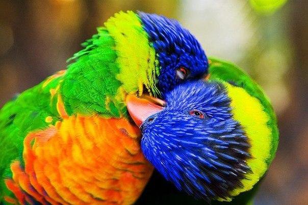 Попугайчики - любовь, птицы - оригинал