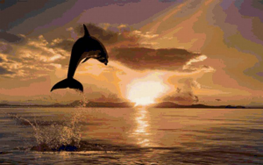 дельфин - море, закат, дельфин - предпросмотр