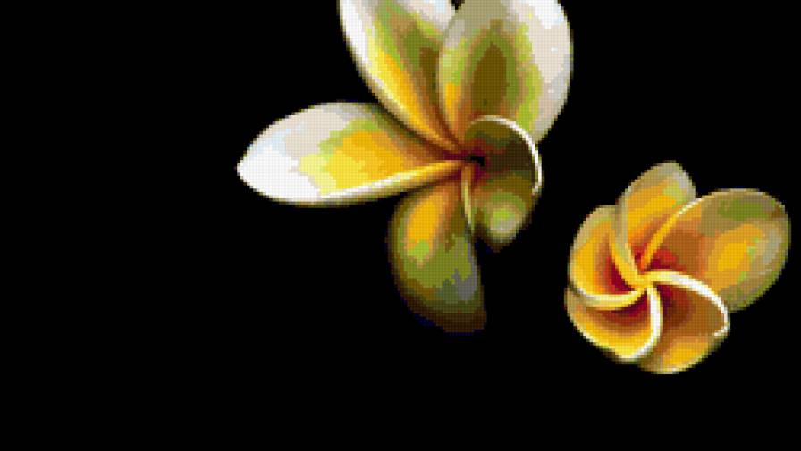 орхидея 1 - орхидея, черный фон, цветы - предпросмотр